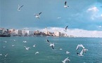نوارس جائعة تهاجم سوقا للحوم والأسماك في السعودية