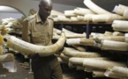 حقوقيون : الصراع يشجع تهريب أنياب الافيال في جنوب السودان