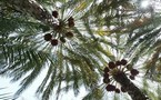 حبة البلح بخمسين دولار ....مهرجان سنوي في الامارات يكشف عن عشق متأصل للنخيل 