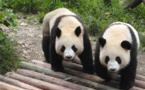 نفوق"التوأم الأكبر"لباندا عملاقة عقب ولادته بحديقة حيوان بفرنسا
