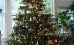 بلجيكا الفرانكفونية تهدي شجرة عيد الميلاد للفاتيكان 