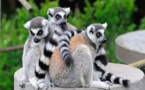 أبناء العم الغرباء...حيوان الليمور سبب  نقص البروتين في مدغشقر