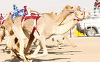 سباقات الهجن في سلطنة عمان..موروث شعبي يراعي حقوق الأطفال