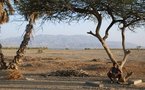 الأمم المتحدة تحذر من وصول العالم لمرحلة حرجة من فقدان التنوع البيولوجي