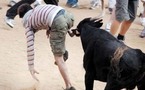 هواية عشقها همنجواي ... العدو أمام الثيران وتحدي الموت في أبرز مهرجانات الصيف بأسبانيا