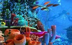 اكتشاف كائنات بحرية ذات أشكال غريبة في استراليا تشبه مخلوقات أفلام الخيال العلمي