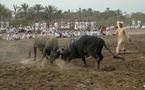 عقيد يضبط موازينها .....مناطحة الثيران تنافس كرة القدم في سلطنة عمان   