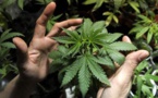 "عشبة القنب المخدرة" علاج مصرح به للمرة الأولى في بريطانيا
