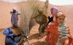 مدينة يتهددها البحر ورمال الصحراء .... عمليات تشجير جديدة لإنجاز حزام نواكشوط الأخضر