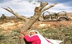  إسرائيل تتجاهل الشكاوى ضد المستوطنين الذين يتلفون اشجارا فلسطينية