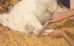 مسلمو روسيا يتهمون وسائل إعلام بتصوير عمليات ذبح أضاحي في الشوارع لتشويه صورتهم