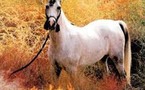 الحصان بجهاز محمول ....  أزمة إهمال الخيول في أيرلندا وجه مظلم لمعضلاتها المالية