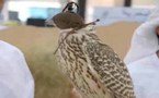 الامارات تصدر جوازات سفر للصقور وتقيم لها مشفى وتسجلها في قائمة التراث الإنساني