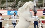 الخيول السعودية تخطف ذهب العالم في مسابقة جمال الخيل العربية الأصيلة بباريس