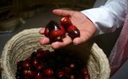 بيت بلا تمر جياع أهله ... التمور في السعودية أدب وضيافة وثقافة مجتمع وأشهرها عجوة المدينة