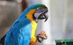 تجدد الآمال في إنقاذ الببغاء البرازيلي الأزرق من الإنقراض