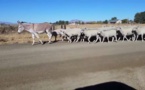 الحمير تثبت جدارتها في حراسة قطعان الماشية ضد الكلاب البرية
