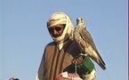 أبوظبي تنظم مهرجانا عالميا للصيد بالصقور بحضور 60 دولة
