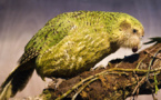   تجارب علمية للمساعدة على إكثار الببغاء - البومة المهدد بالانقراض