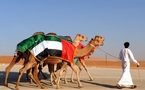    أضخم مهرجان للإبل بأبوظبي بمشاركة 20 ألف ناقة خليجية 