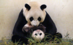 حديقة الحيوانات في برلين تتأهب لاستقبال مولود باندا جديد