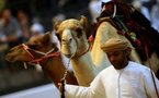 الإمارات تملك أغلى ابل بالعالم .. وأسعارها تفوق الطائرات والسفن