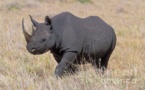  الجهود الدولية لحماية وحيد القرن الأسود الأفريقي تؤتي ثمارها