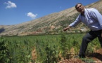 برلمان لبنان يقر رسميا مشروع زراعة " القنب -الحشيش"