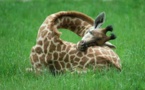 لمعرفة المزيد عن صحتها..خبراء الأحياء يراقبون نوم الزرافات