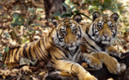 إحصاء النمور الهندية يحقق رقما قياسيا كأكبر مسح عالمي بالكاميرات