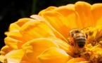 علماء: قلة النوم تضعف قدرات الذاكرة لدى النحل وتتسبب ضياعه 