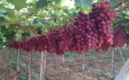 روسيا تبحث عن مكانة في سوق النبيذ العالمية
