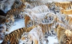 صندوق الطبيعة العالمي  يحذر من تعرض النمور لخطر الانقراض