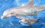 علماء: الدلافين تتعارف بالصفير وتتمتع بذاكرة فائقة تكاد تشبه ذاكرة الإنسان