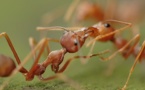 علماء يكتشفون نملا يتطفل على غيره ويدافع باستبسال عن عائلته