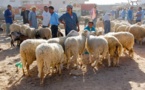 التونسيون يسابقون الوقت للفوز بالخروف الاسباني قبل يوم العيد
