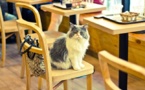 منظمات خيرية تعارض افتتاح مقهى للقطط في مدينة برايتن البريطانية