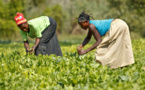 منظمة الأغذية والزراعة FAO :  شباب إفريقيا السبيل لإنعاش إقتصاد القارة الزراعي