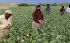 الامم المتحدة: انتاج الافيون مستقر في بورما ثاني منتج في العالم