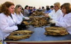 السيجار صناعة جديدة تشق طريقها في سوريا في خضم الحرب