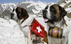منتجع جبلي سويسري يحظر استخدام الكلاب كموديلات للصور السياحية