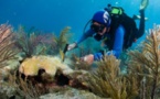 سياح ومتطوعون يهبون لنجدة الشعاب المرجانية في فلوريدا