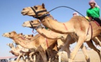 مهرجان "الظفرة" الإماراتي يعيد قوافل الابل الى صحراء الربع الخالي